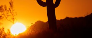 Preview wallpaper cactus, sun, sunset, dusk