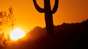 Preview wallpaper cactus, sun, sunset, dusk