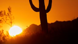 Preview wallpaper cactus, sun, sunset, dusk