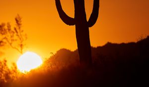 Preview wallpaper cactus, sun, sunset, dusk