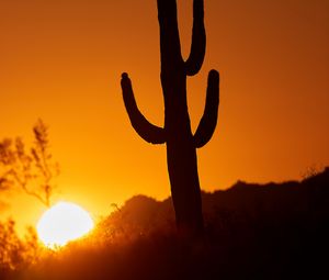 Preview wallpaper cactus, sun, sunset, dusk