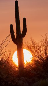 Preview wallpaper cactus, sunset, sun, silhouette, dusk