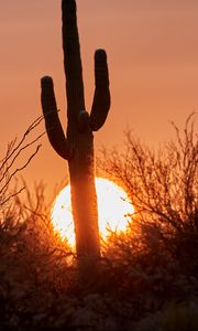 Preview wallpaper cactus, sunset, sun, silhouette, dusk