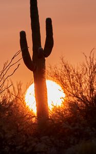 Preview wallpaper cactus, sunset, sun, silhouette, dusk