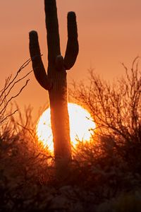Preview wallpaper cactus, sunset, sun, silhouette, dusk