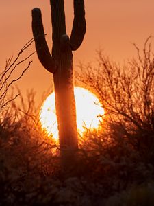 Preview wallpaper cactus, sunset, sun, silhouette, dusk