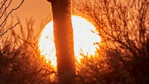 Preview wallpaper cactus, sunset, sun, silhouette, dusk
