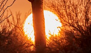 Preview wallpaper cactus, sunset, sun, silhouette, dusk