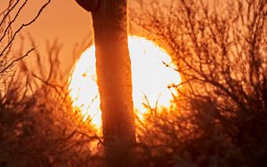 Preview wallpaper cactus, sunset, sun, silhouette, dusk