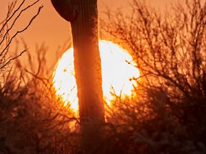 Preview wallpaper cactus, sunset, sun, silhouette, dusk
