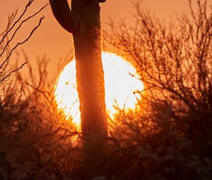 Preview wallpaper cactus, sunset, sun, silhouette, dusk