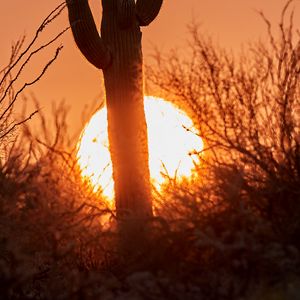 Preview wallpaper cactus, sunset, sun, silhouette, dusk