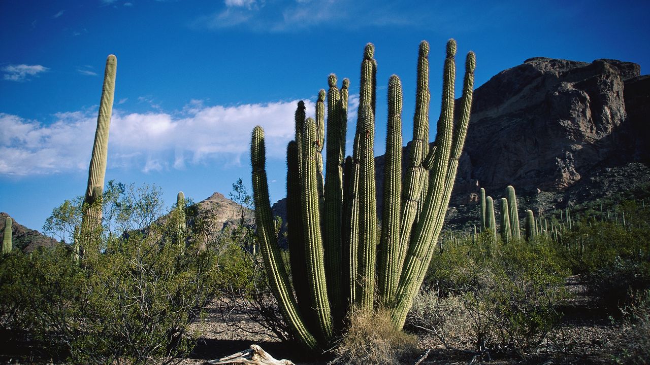 Wallpaper cactus, thorn, desert, sky, clouds, vegetation, mountains
