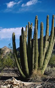 Preview wallpaper cactus, thorn, desert, sky, clouds, vegetation, mountains