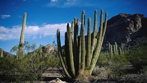 Preview wallpaper cactus, thorn, desert, sky, clouds, vegetation, mountains