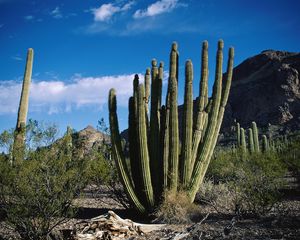 Preview wallpaper cactus, thorn, desert, sky, clouds, vegetation, mountains