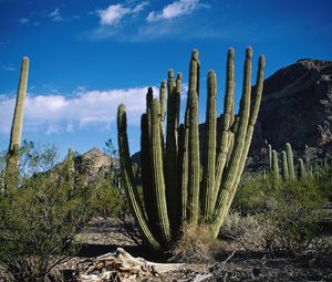 Preview wallpaper cactus, thorn, desert, sky, clouds, vegetation, mountains