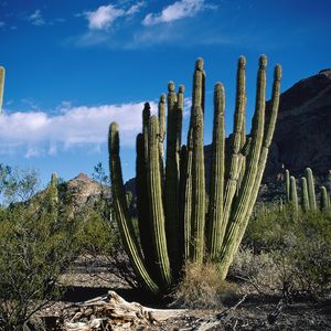 Preview wallpaper cactus, thorn, desert, sky, clouds, vegetation, mountains