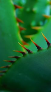 Preview wallpaper cactus, thorns, closeup, sharp, plant, green