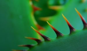 Preview wallpaper cactus, thorns, closeup, sharp, plant, green