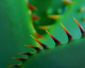 Preview wallpaper cactus, thorns, closeup, sharp, plant, green