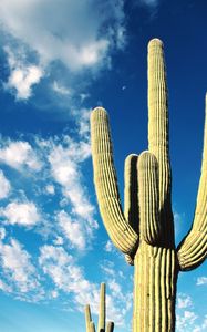 Preview wallpaper cactus, thorns, desert, sky, clouds