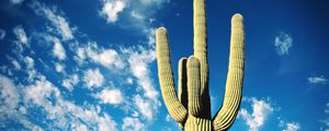 Preview wallpaper cactus, thorns, desert, sky, clouds