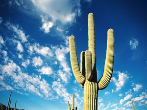 Preview wallpaper cactus, thorns, desert, sky, clouds