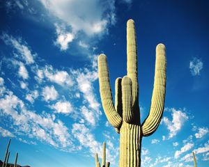 Preview wallpaper cactus, thorns, desert, sky, clouds