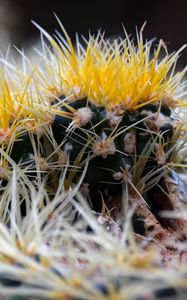 Preview wallpaper cactus, thorns, flowers, closeup