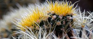 Preview wallpaper cactus, thorns, flowers, closeup