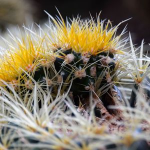 Preview wallpaper cactus, thorns, flowers, closeup