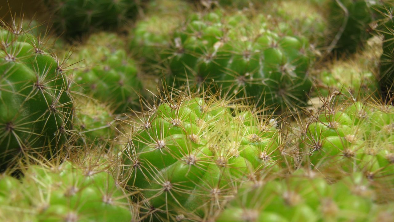 Wallpaper cactus, thorns, houseplant, close-up