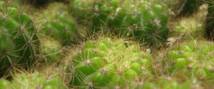 Preview wallpaper cactus, thorns, houseplant, close-up