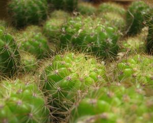 Preview wallpaper cactus, thorns, houseplant, close-up