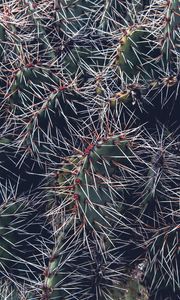 Preview wallpaper cactus, thorns, houseplant