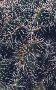 Preview wallpaper cactus, thorns, houseplant