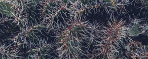 Preview wallpaper cactus, thorns, houseplant