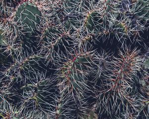 Preview wallpaper cactus, thorns, houseplant