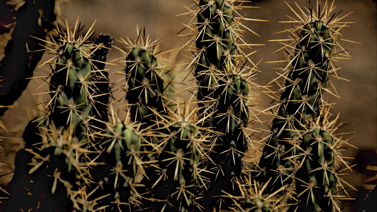 Wallpaper cactus, thorns, houseplant