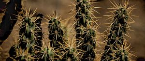 Preview wallpaper cactus, thorns, houseplant