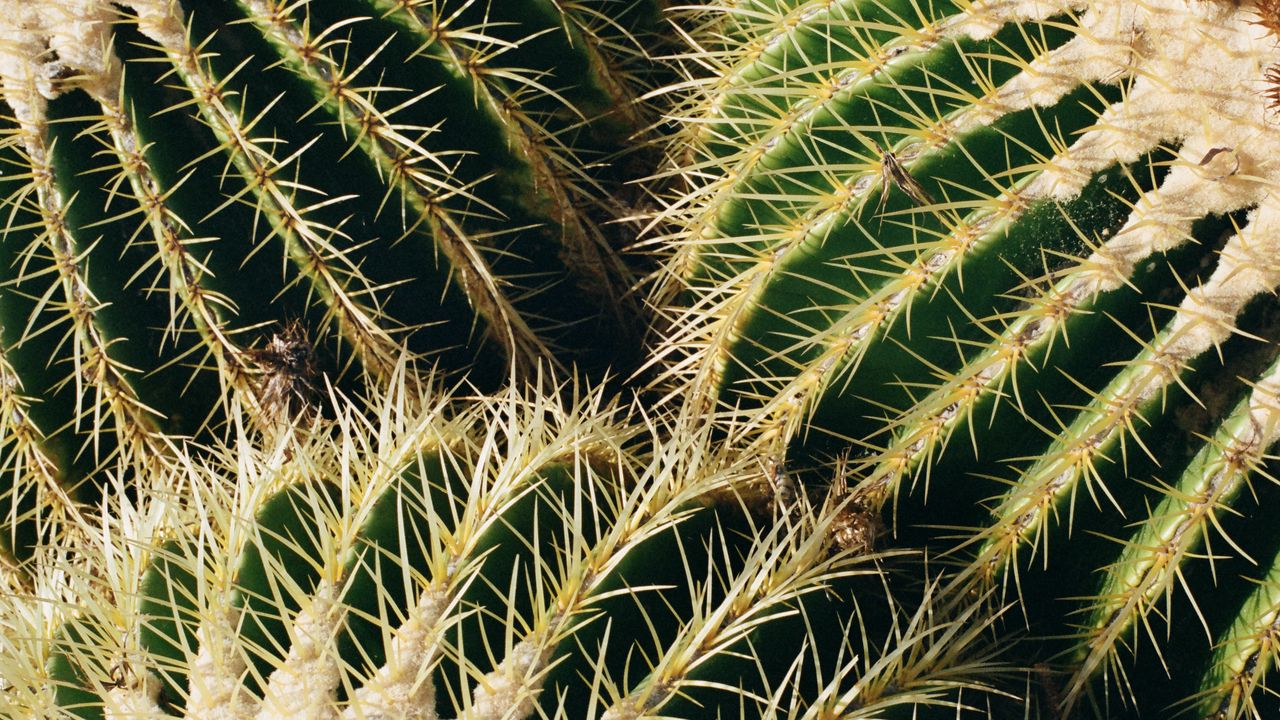 Wallpaper cactus, thorns, macro, plant, succulent