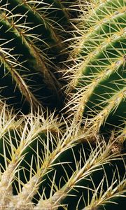 Preview wallpaper cactus, thorns, macro, plant, succulent