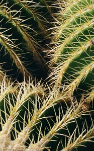 Preview wallpaper cactus, thorns, macro, plant, succulent