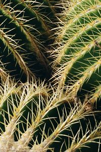 Preview wallpaper cactus, thorns, macro, plant, succulent