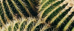 Preview wallpaper cactus, thorns, macro, plant, succulent