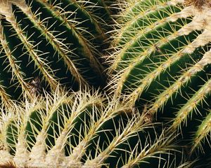 Preview wallpaper cactus, thorns, macro, plant, succulent