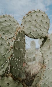 Preview wallpaper cactus, thorns, needles, spike