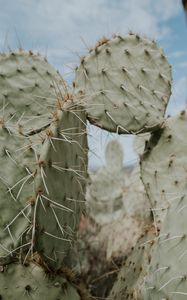 Preview wallpaper cactus, thorns, needles, spike