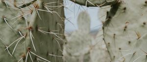 Preview wallpaper cactus, thorns, needles, spike